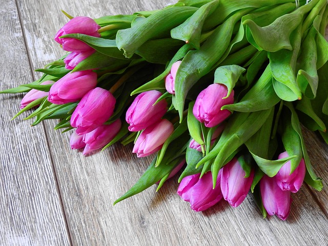 několik tulipánů